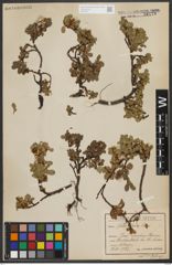 Foto von Salix retusa L.